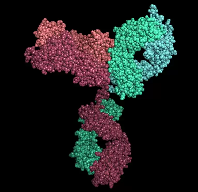Antibody Antibody