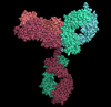 Antibody Discovery